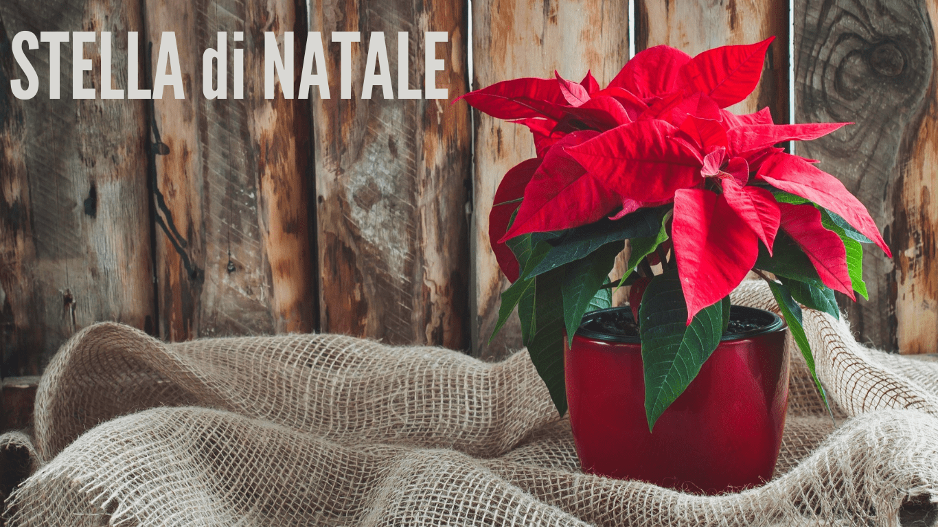 Stella di Natale