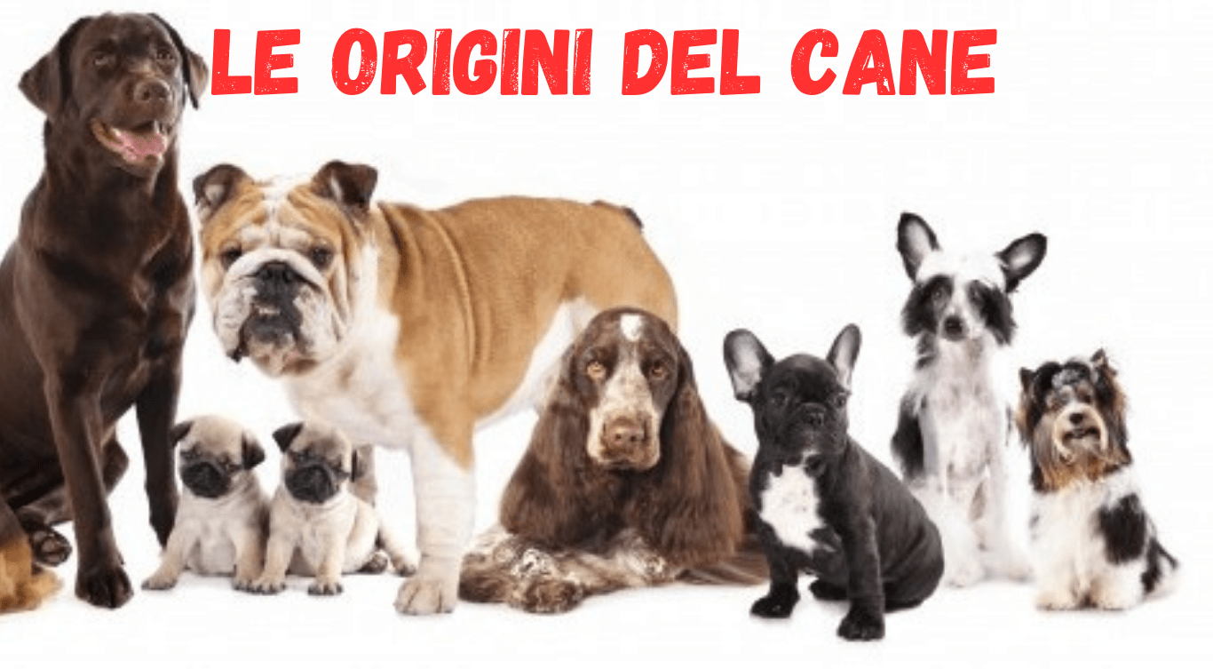 LE ORIGINI DEL CANE